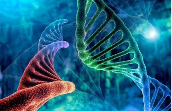 Bộ gene của chúng ta đầy 'DNA rác', sao không xóa đi?