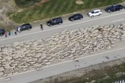 2.500 con cừu tràn ra cao tốc Mỹ, người dân thích thú ngắm nhìn