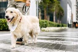 Nghĩa vụ buộc dây đối với chó “mức hung dữ bình thường” ở Đức