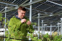 Các tấm pin mặt trời mang lại lợi ích kép cho nông dân trồng hoa bia ở Đức