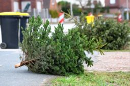 Cách người Đức thu gom cây thông sau lễ Giáng sinh